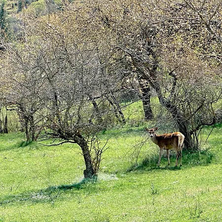 Finestra Su דירה Villalago
